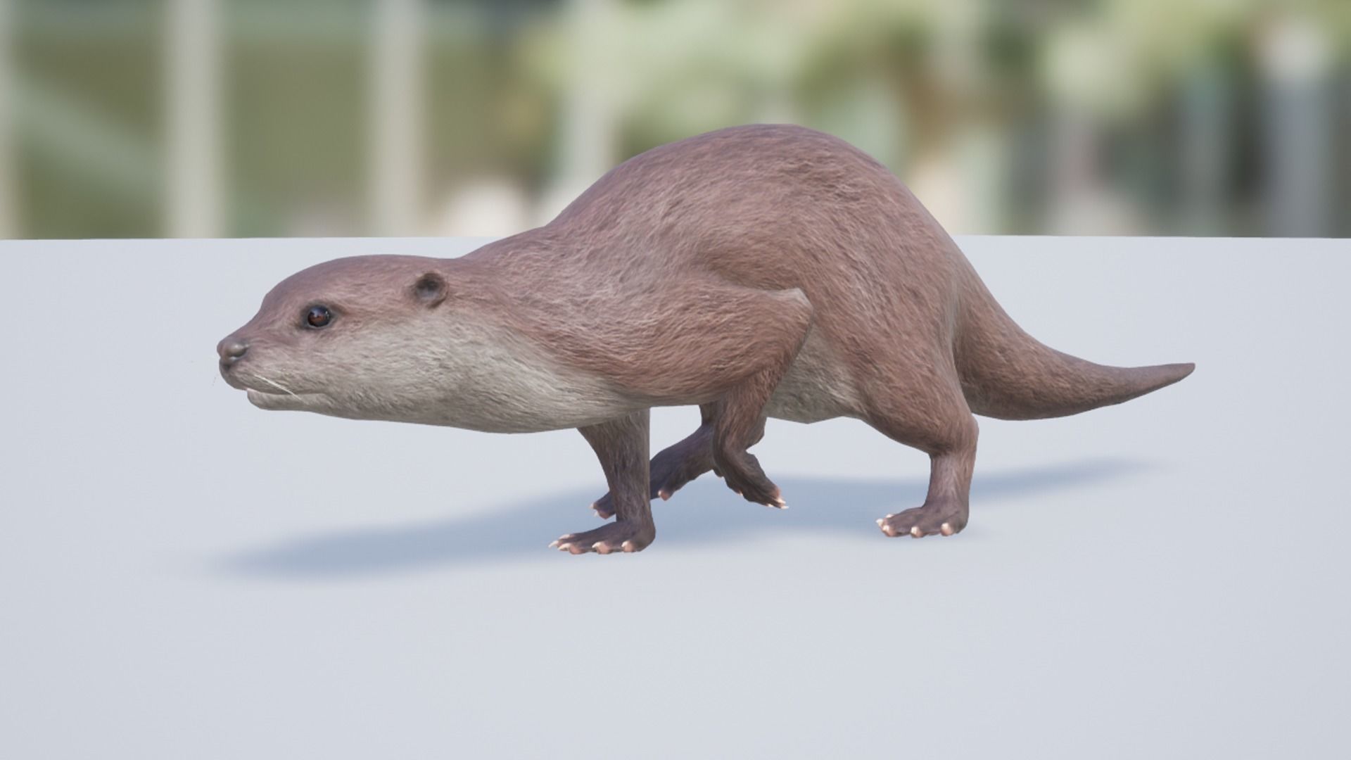 Otter Low-poly 3D model_12