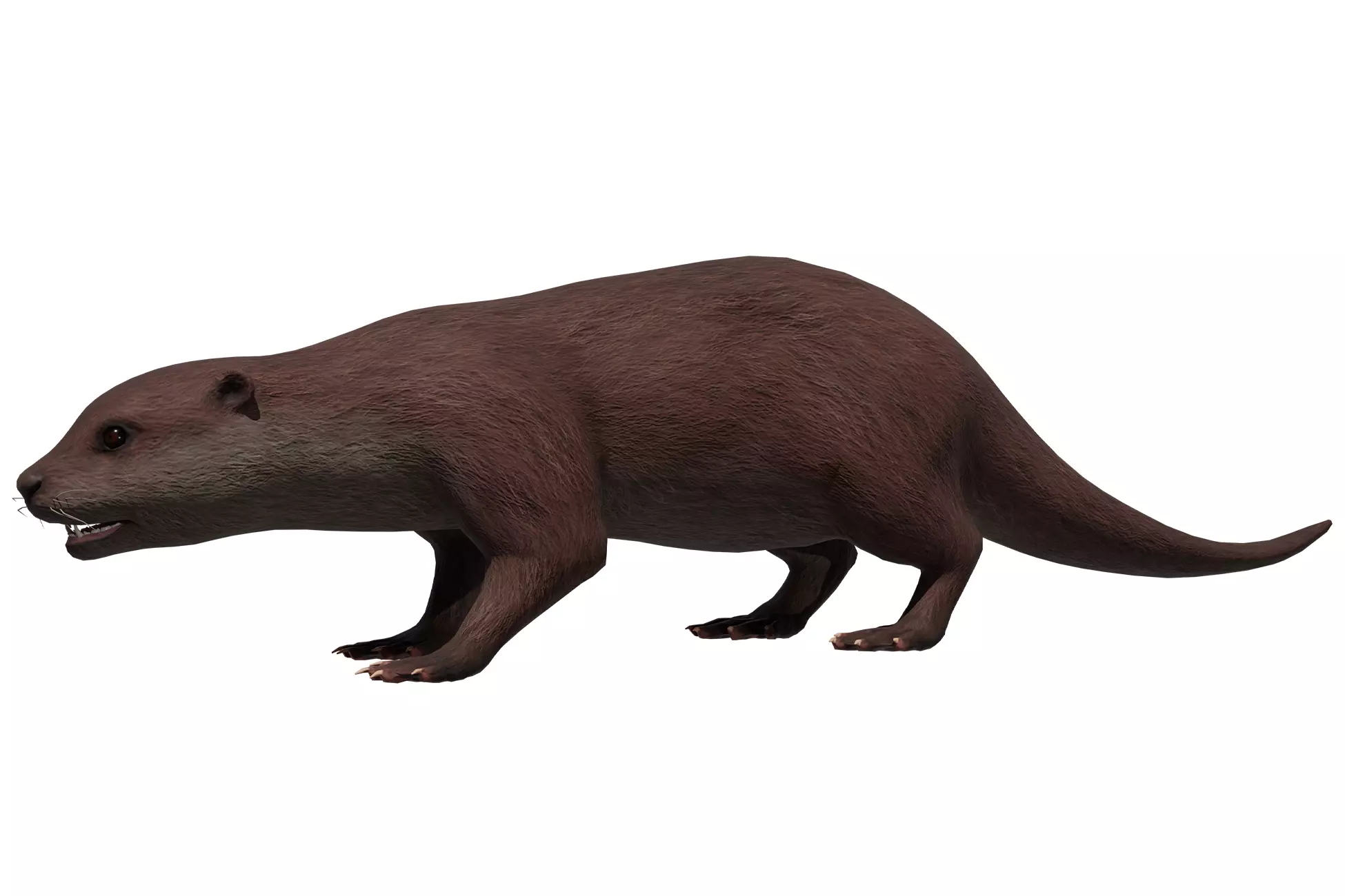 Otter Low-poly 3D model_0