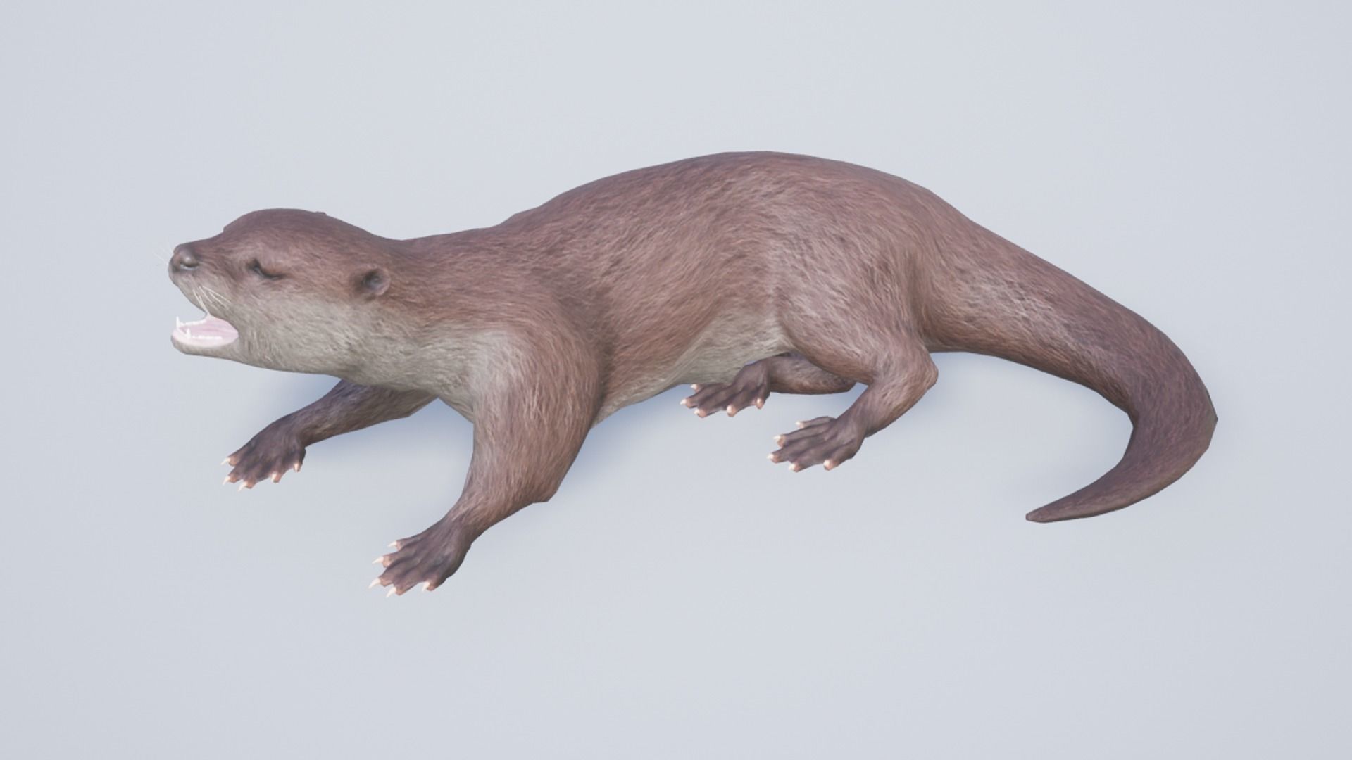 Otter Low-poly 3D model_13