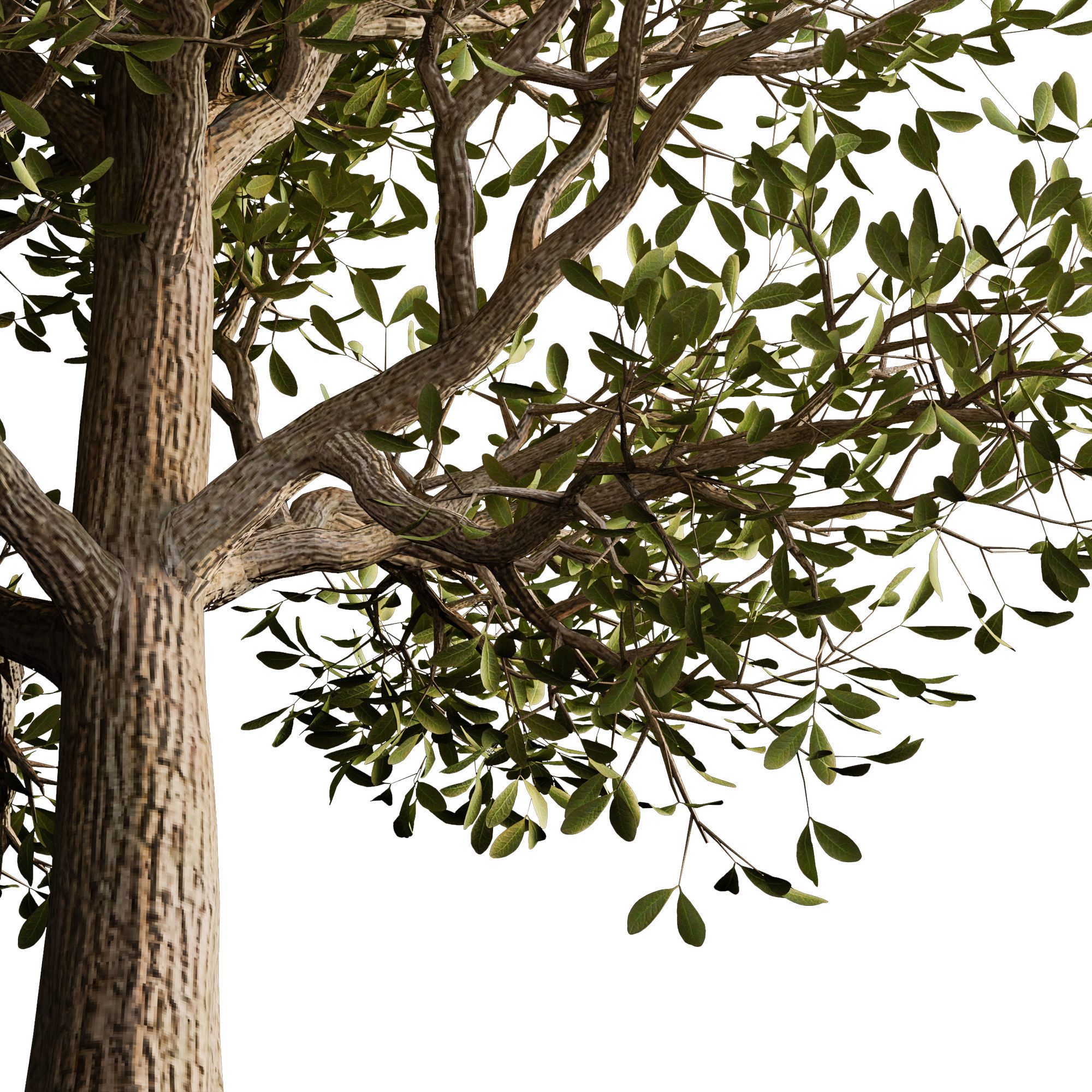 autumn tree001 3D model_2