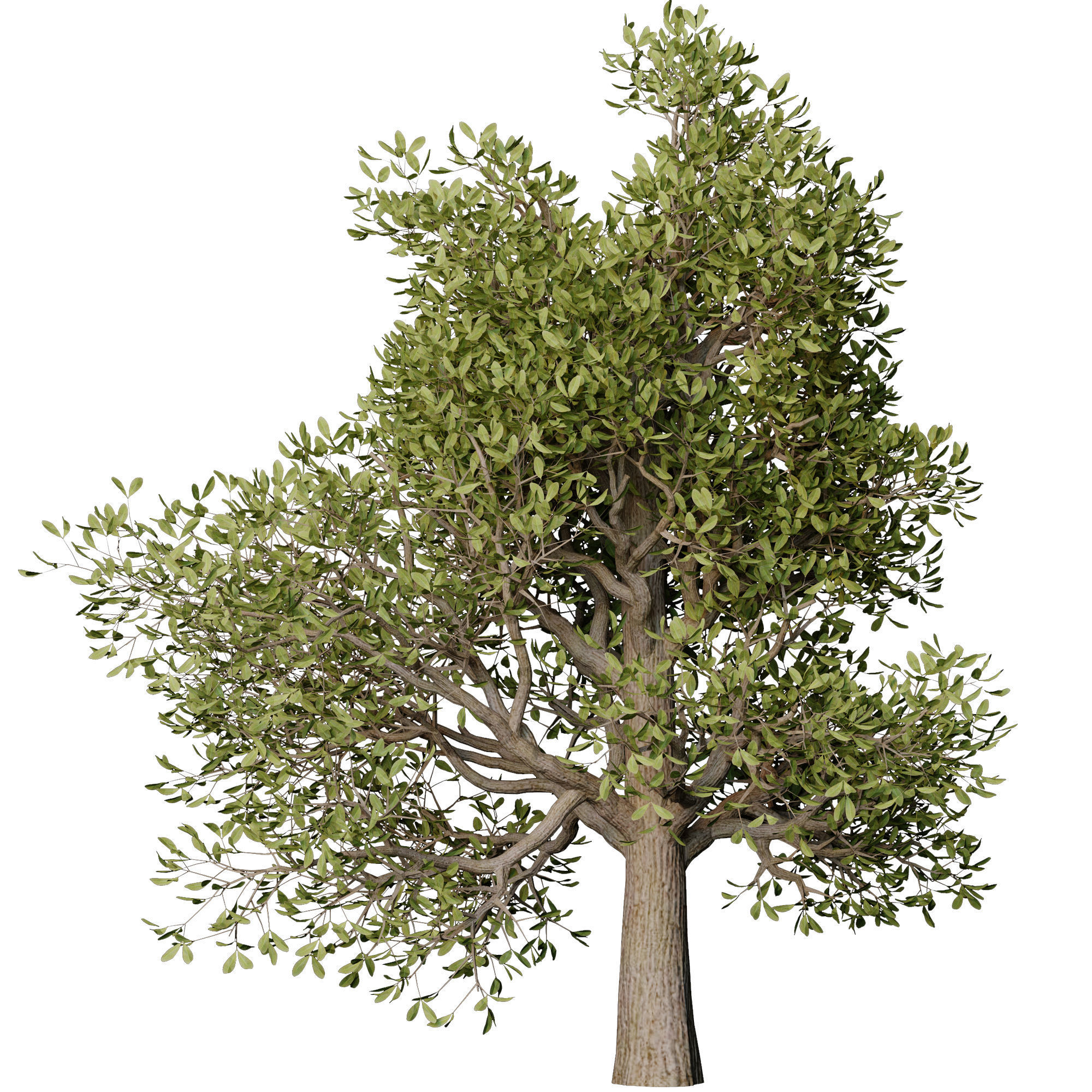 autumn tree001 3D model_1