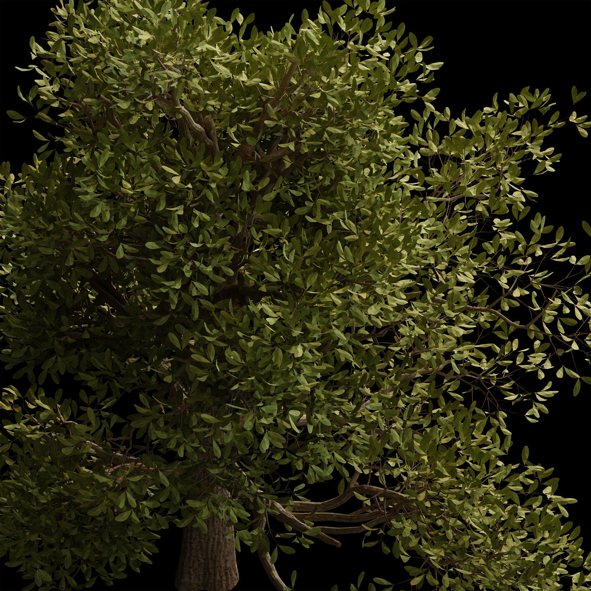 autumn tree001 3D model_4