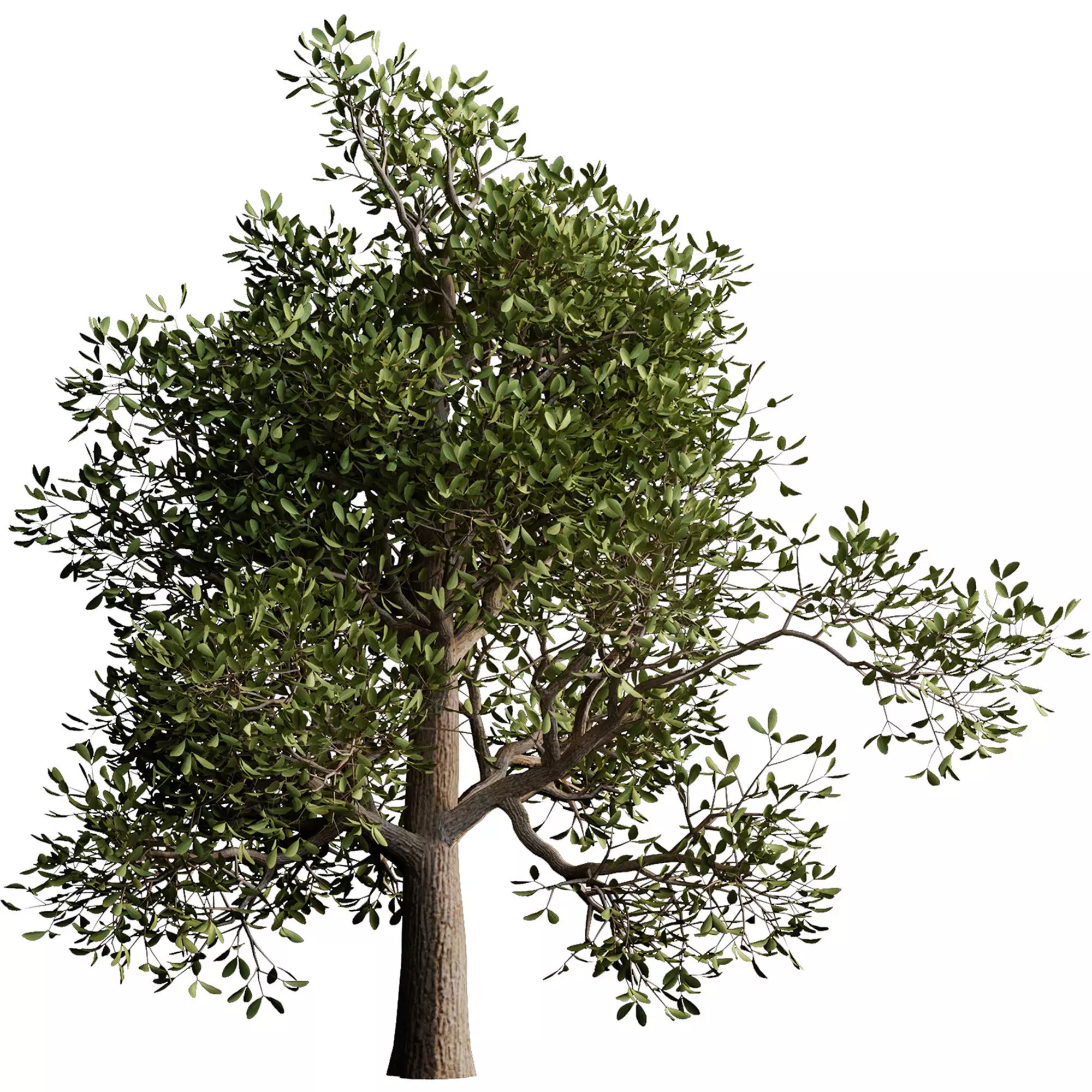 autumn tree001 3D model_0