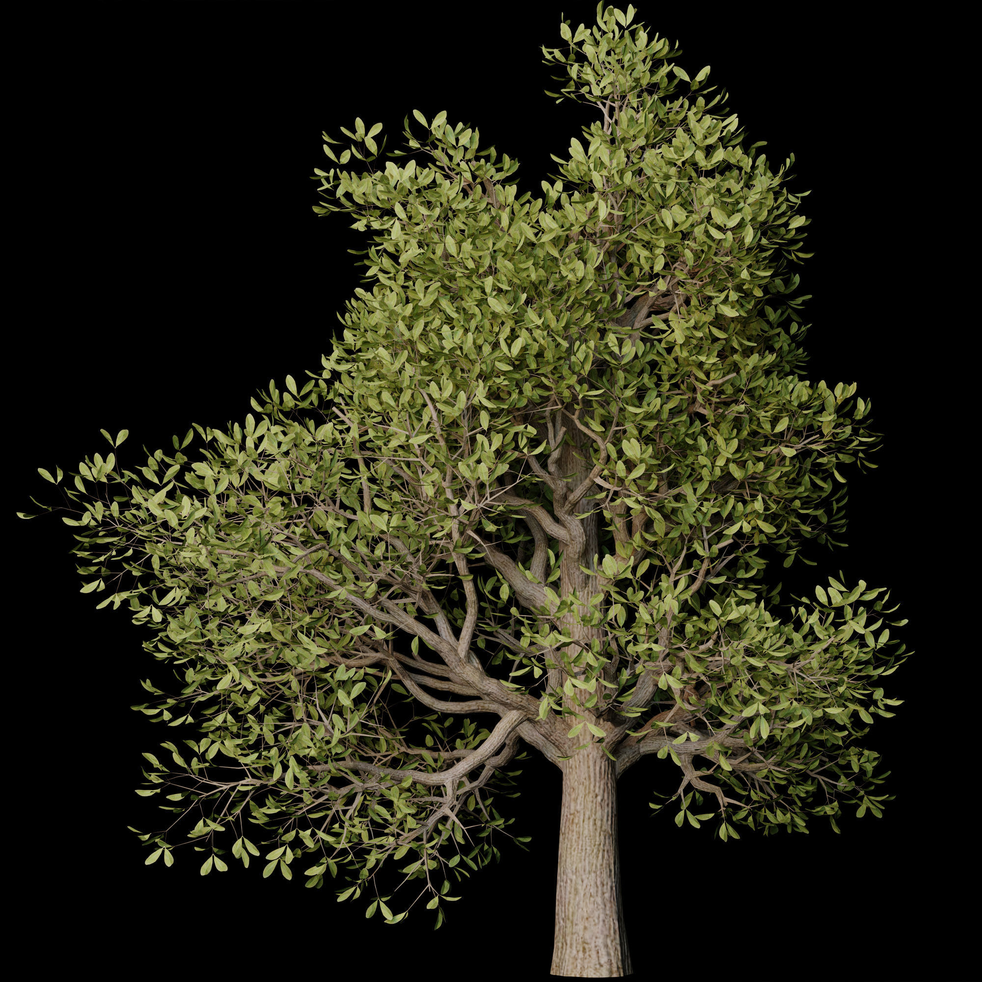autumn tree001 3D model_5