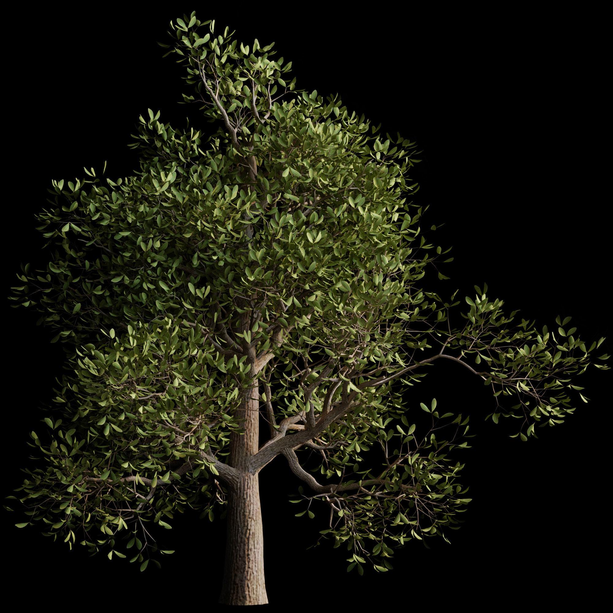 autumn tree001 3D model_7