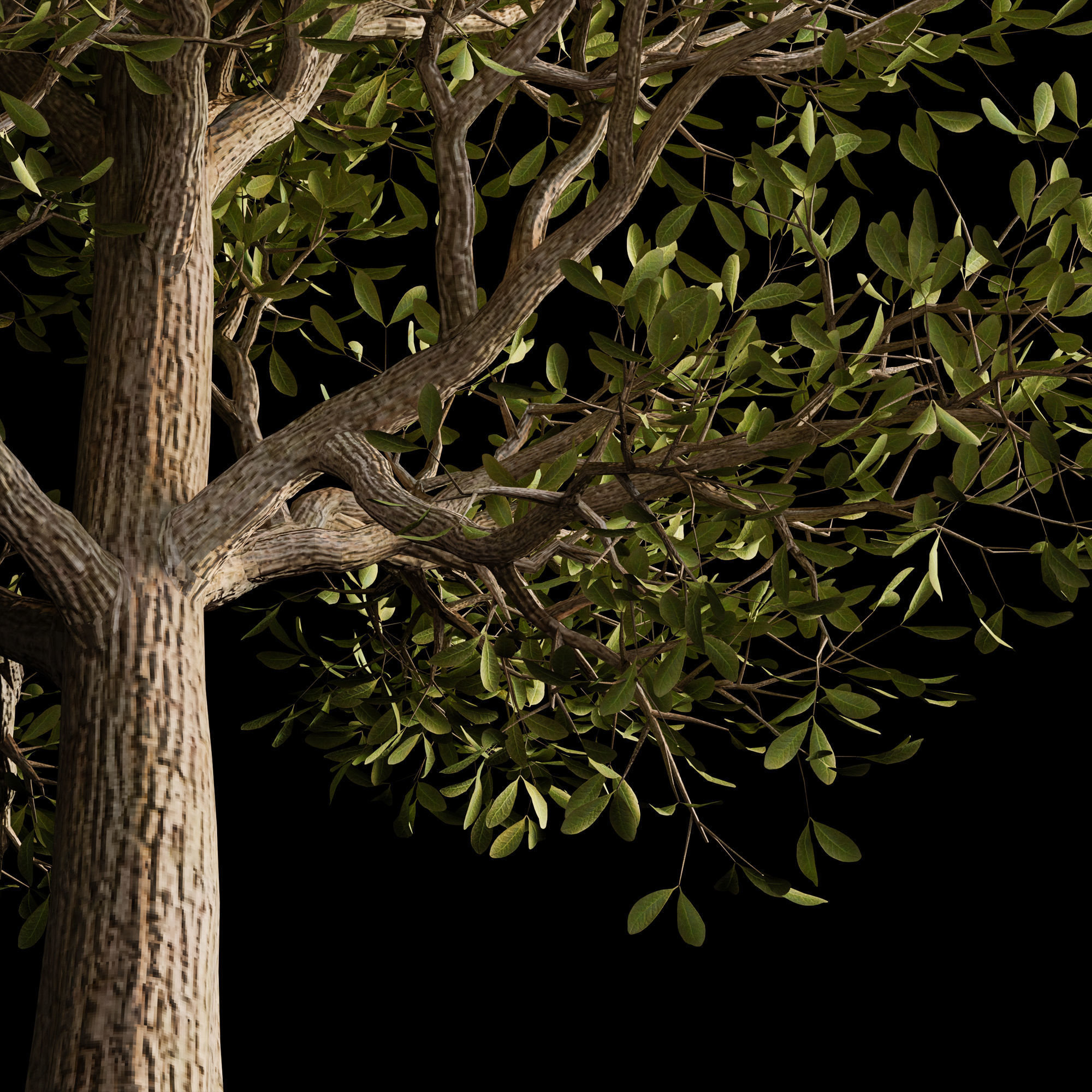 autumn tree001 3D model_6