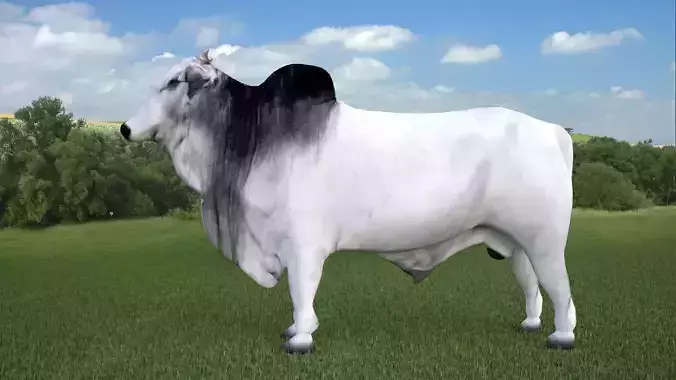 Nelore Bull 3D model