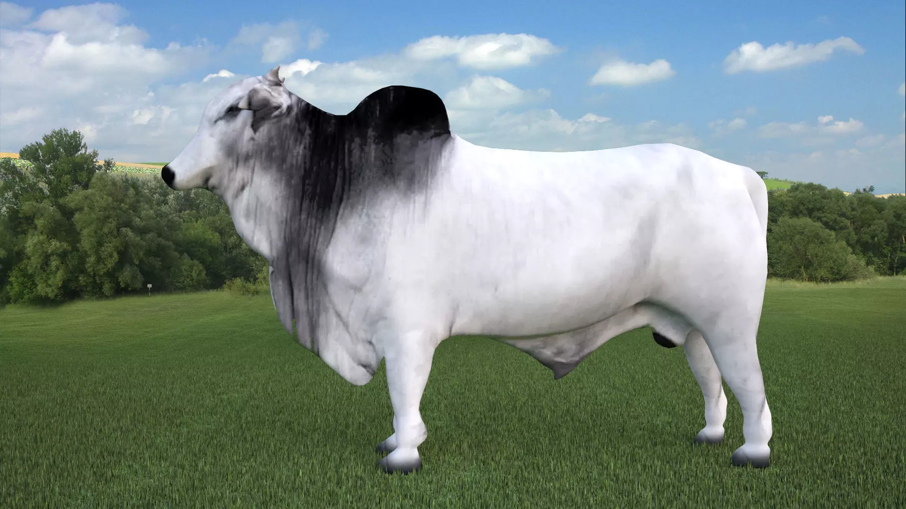 Nelore Bull 3D model_0