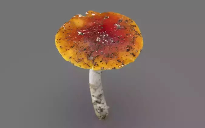 MUSHROOM 6 Low-poly 3D model