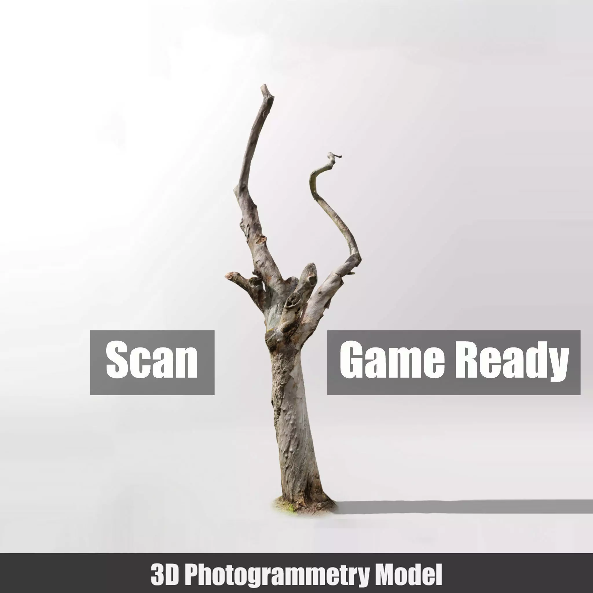 Tree dead 01 Scan Low-poly 3D model