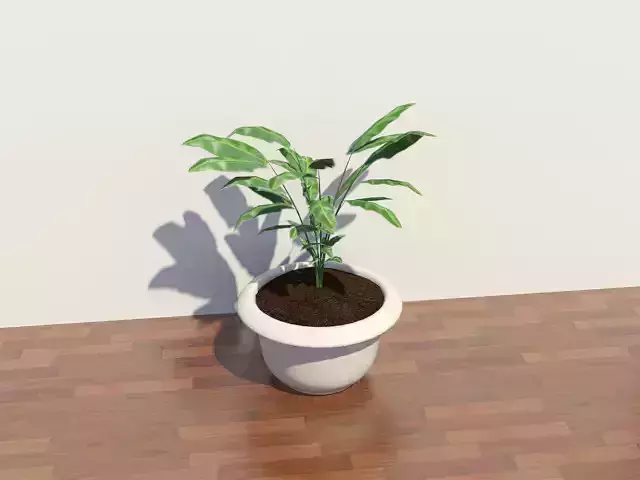 flower pot