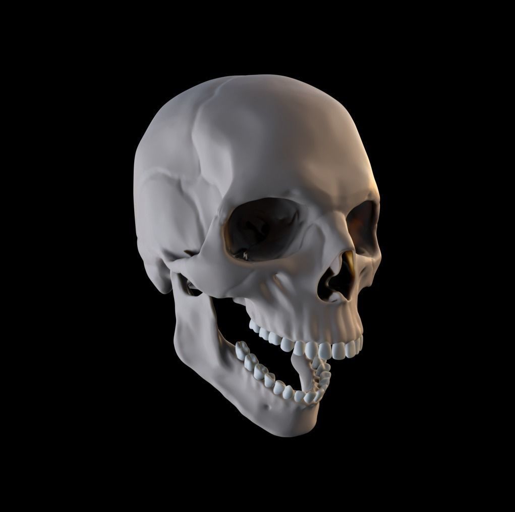 Human Male Anatomy Echorche 3D model_9