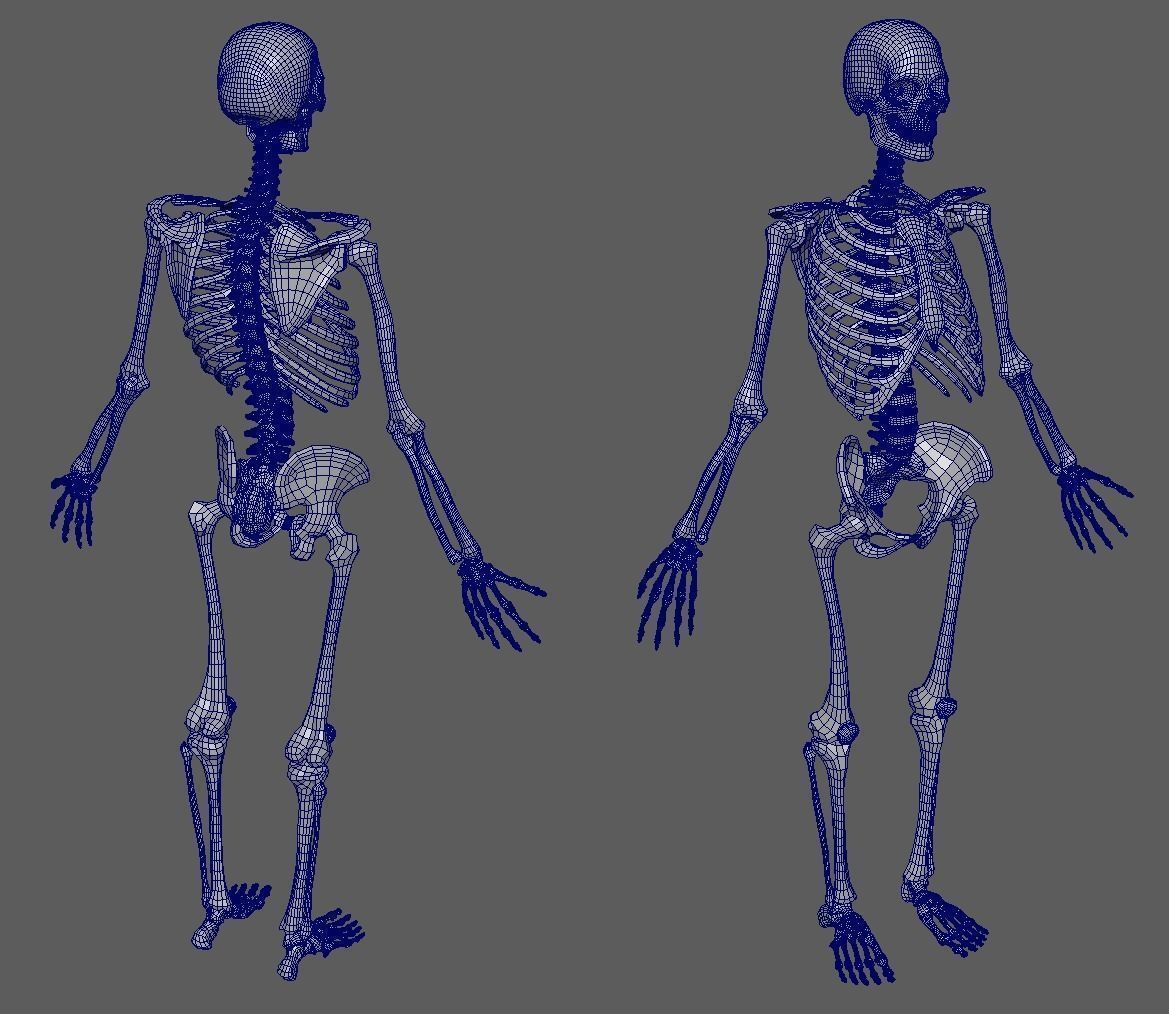 Human Male Anatomy Echorche 3D model_14