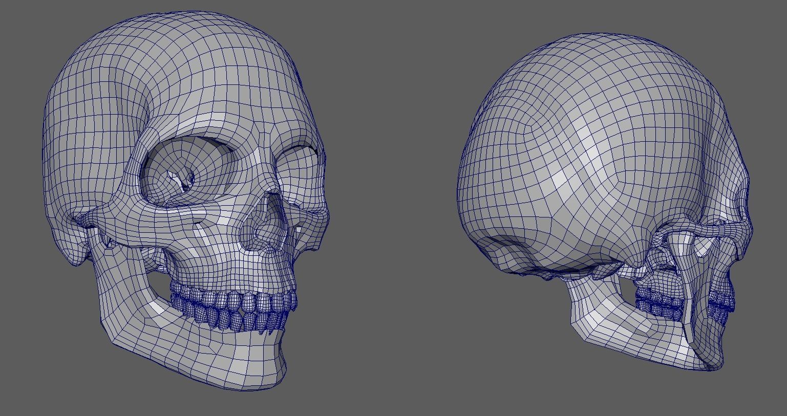 Human Male Anatomy Echorche 3D model_12