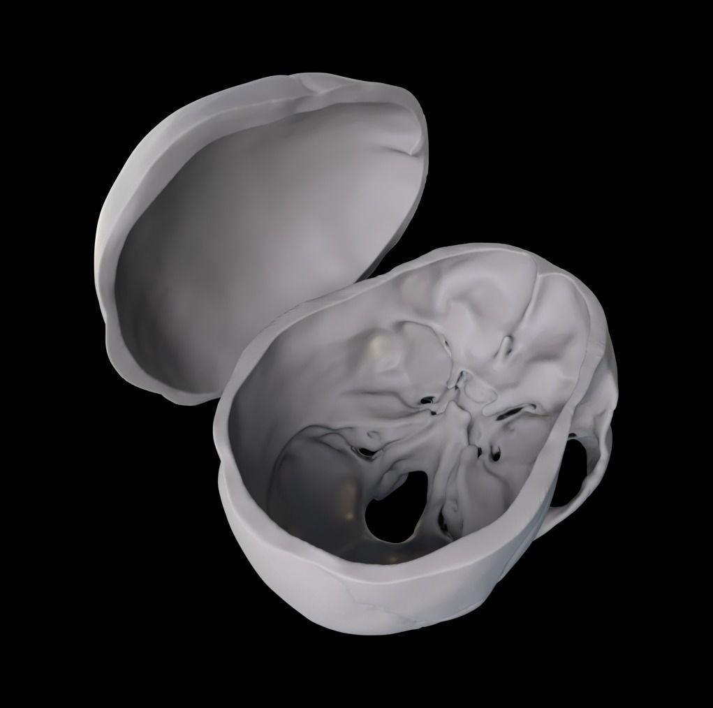 Human Male Anatomy Echorche 3D model_8