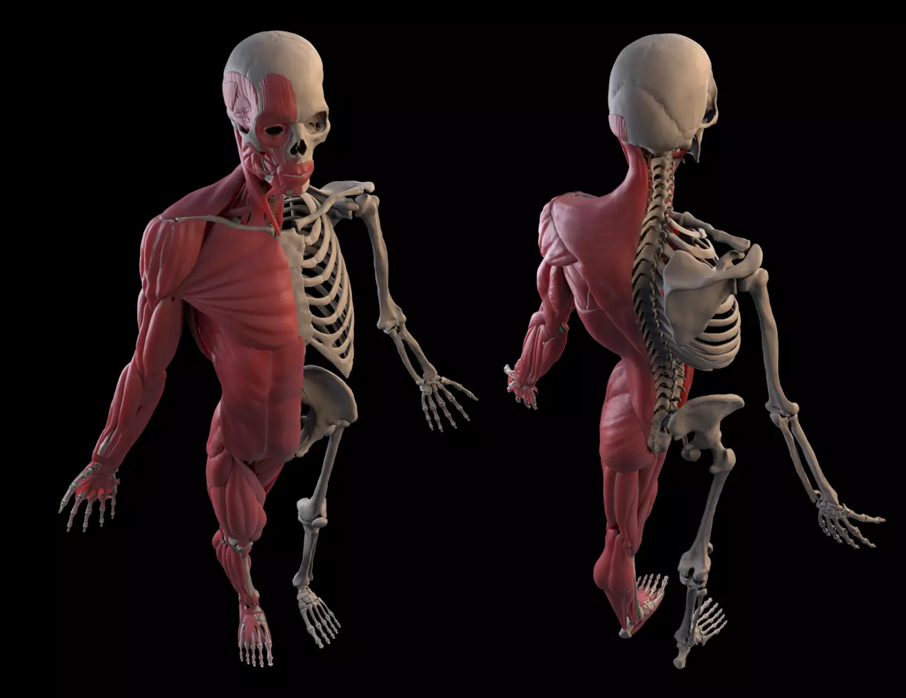 Human Male Anatomy Echorche 3D model_0