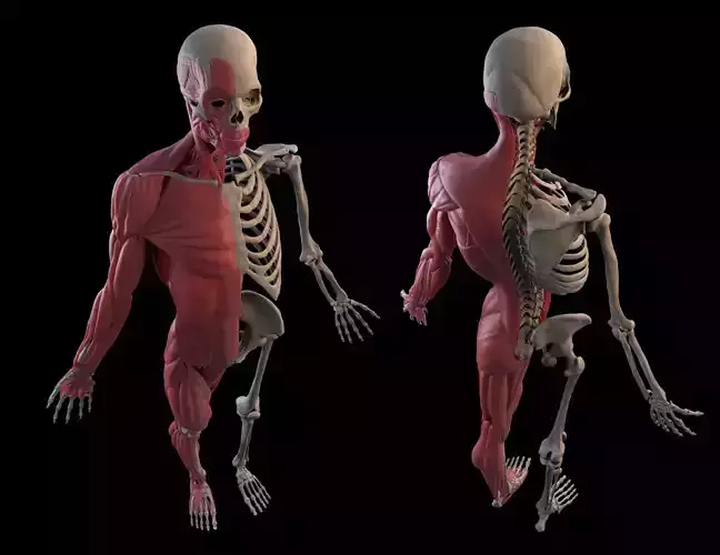 Human Male Anatomy Echorche 3D model