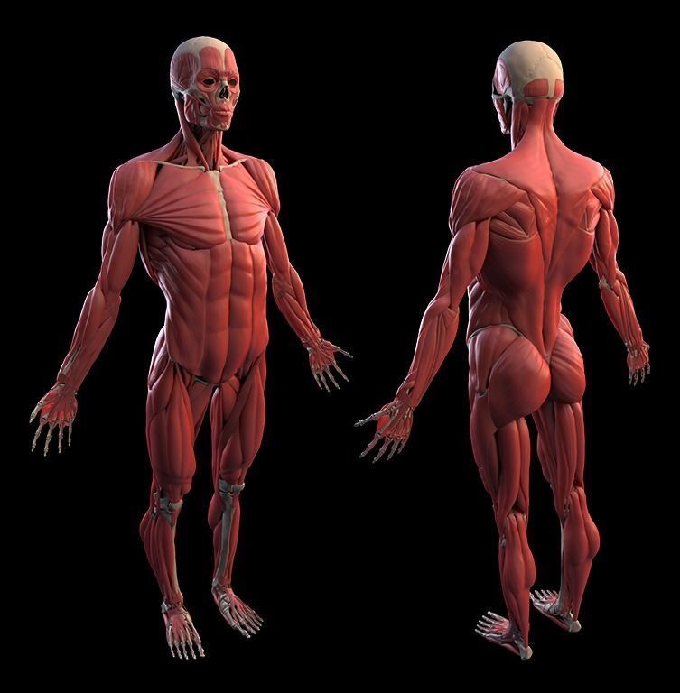 Human Male Anatomy Echorche 3D model_6