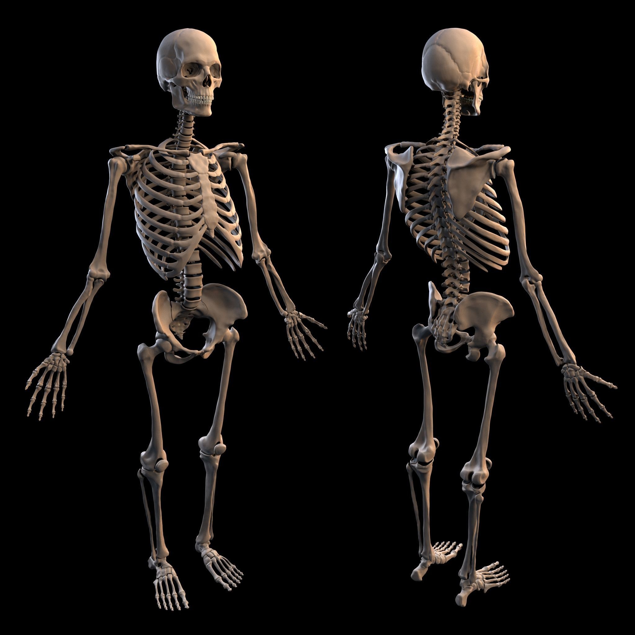 Human Male Anatomy Echorche 3D model_3