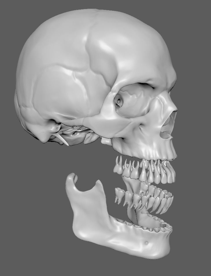Human Male Anatomy Echorche 3D model_13