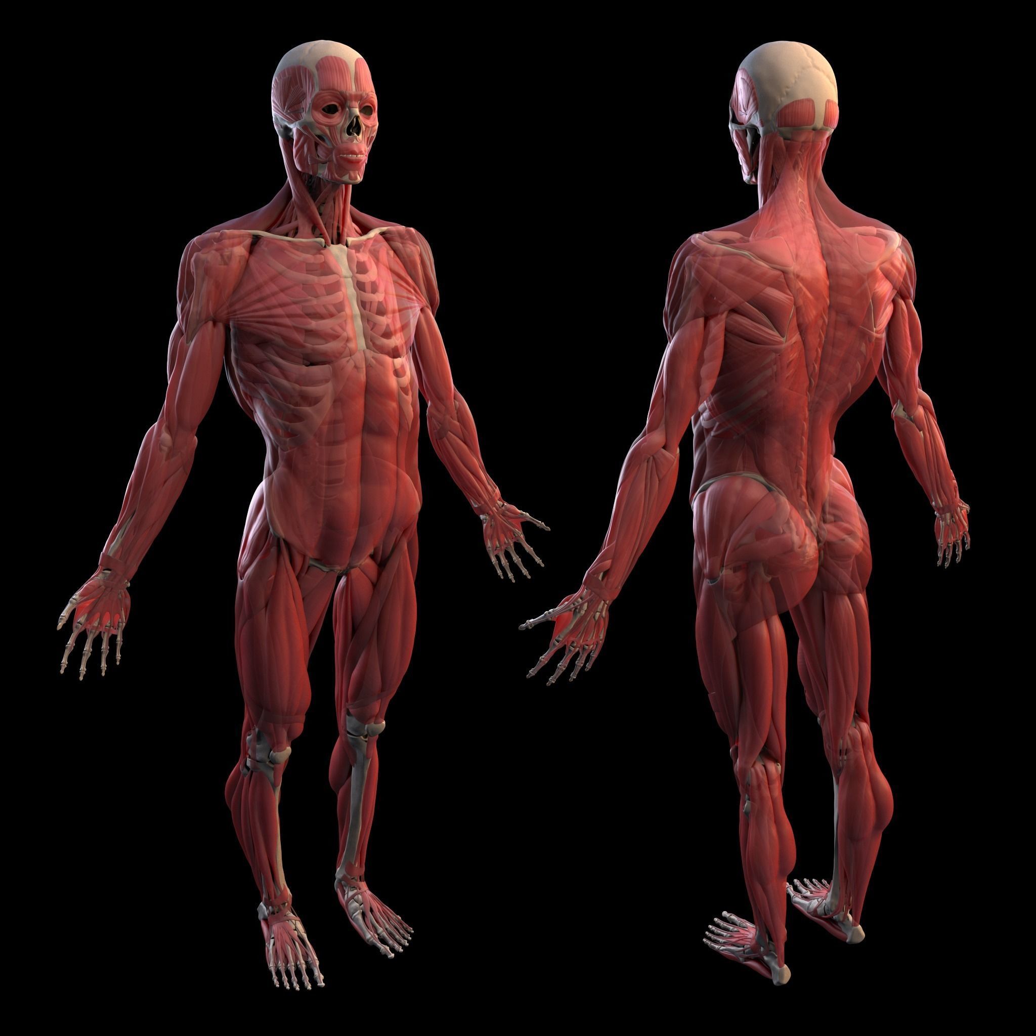 Human Male Anatomy Echorche 3D model_4
