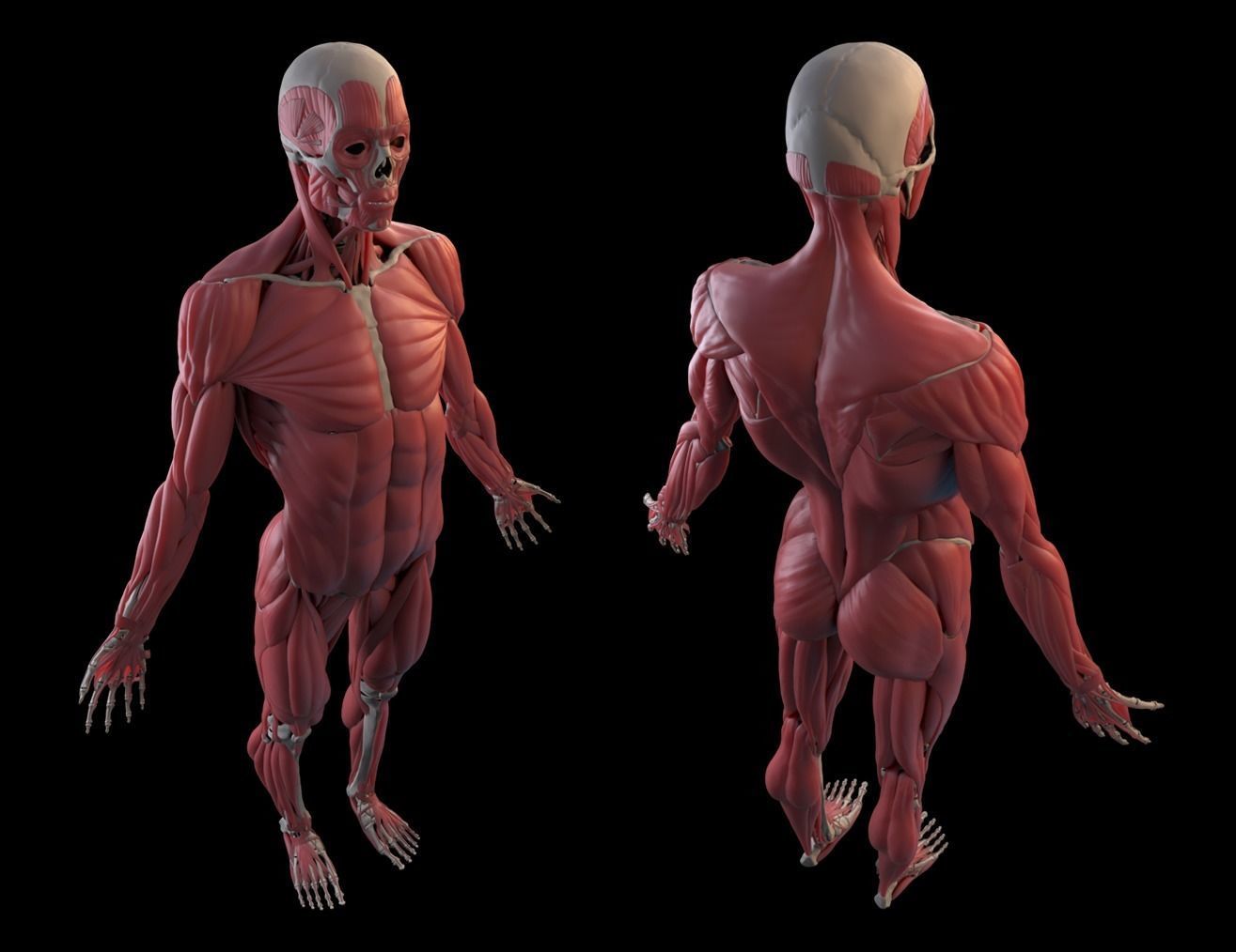 Human Male Anatomy Echorche 3D model_2