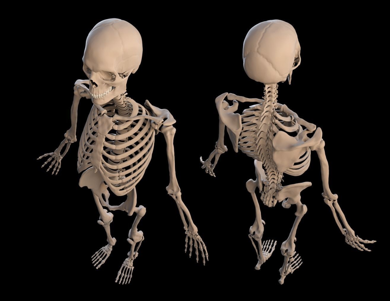 Human Male Anatomy Echorche 3D model_7