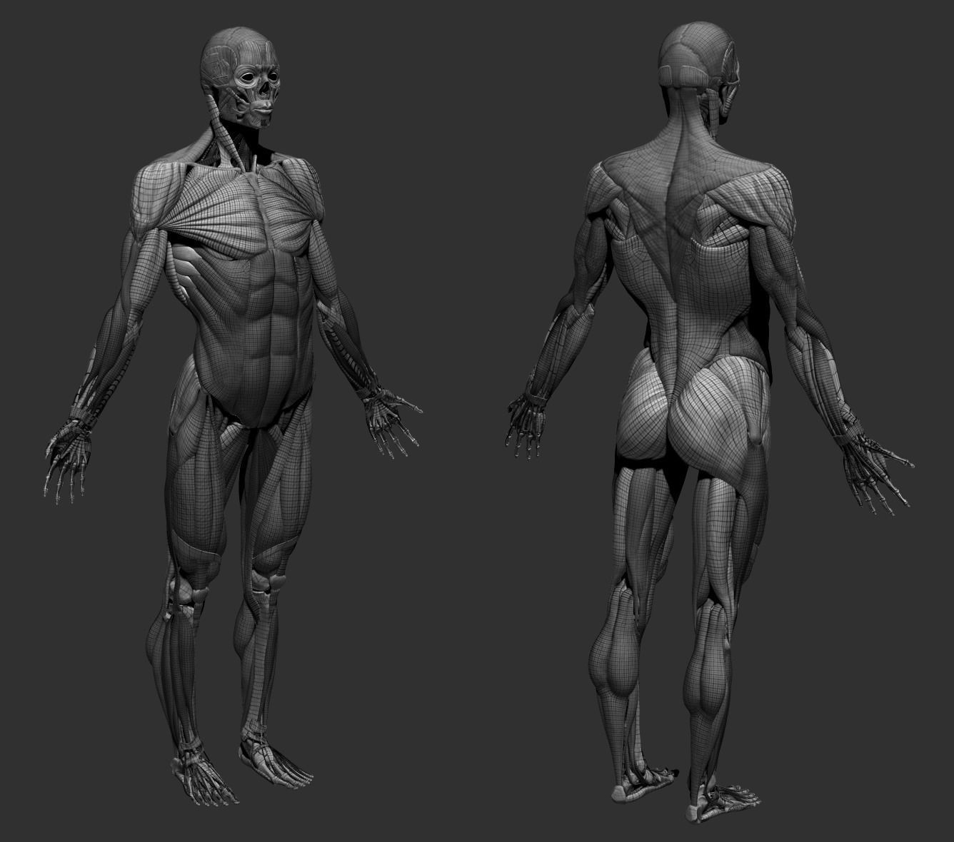 Human Male Anatomy Echorche 3D model_11