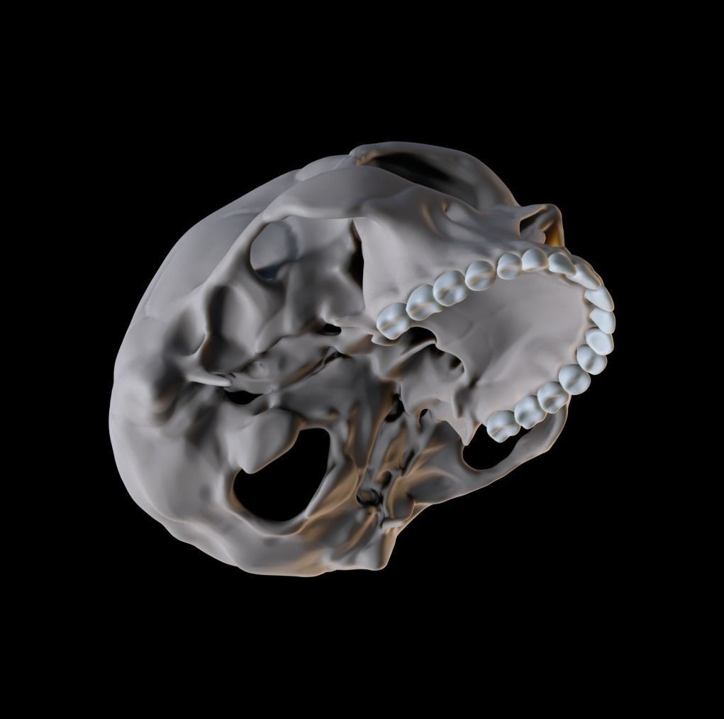 Human Male Anatomy Echorche 3D model_10