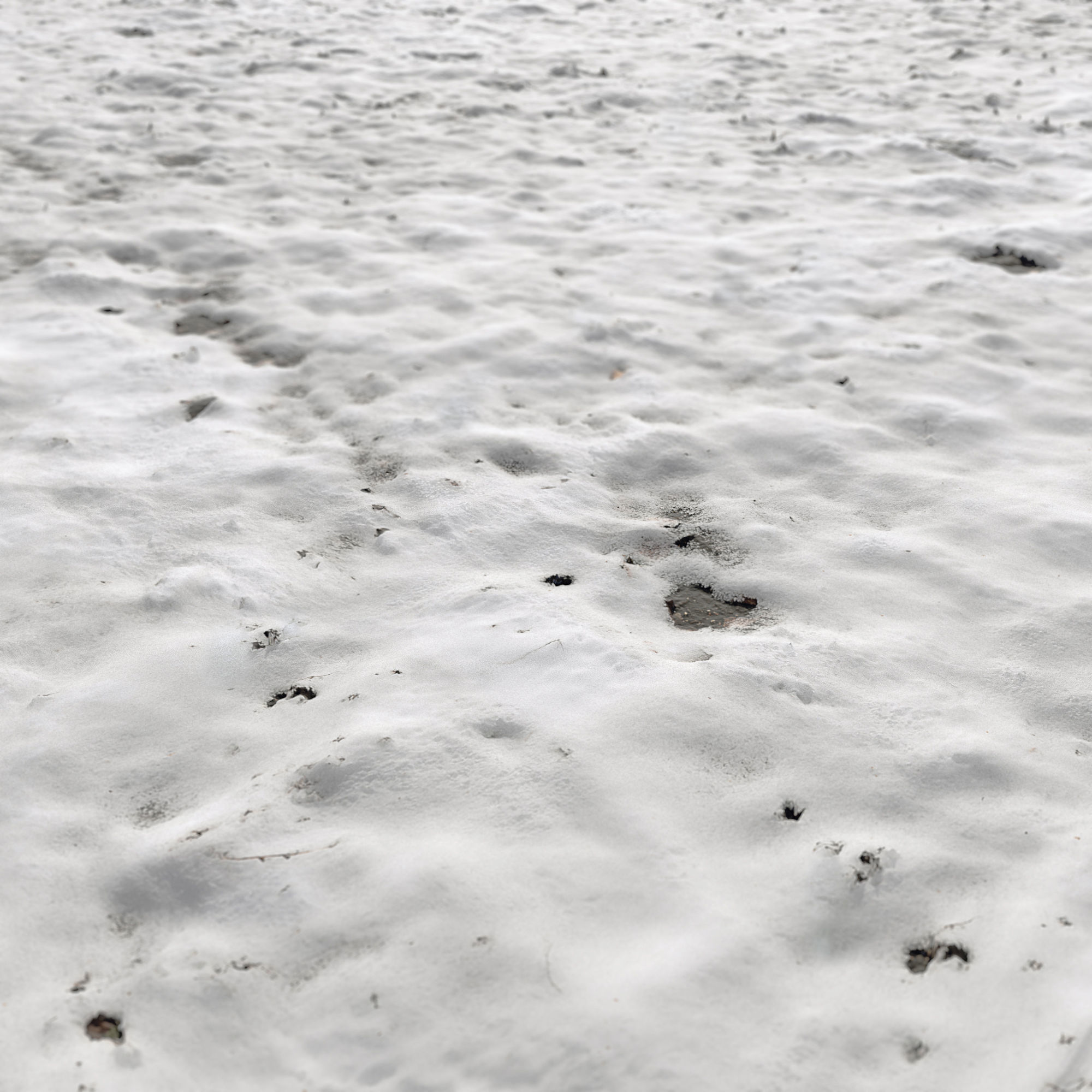 Snow ground Scan 10k 3D model_2
