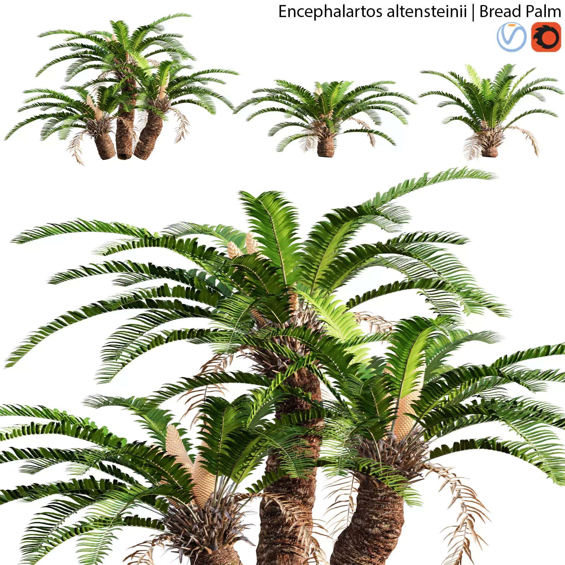 Encephalartos altensteinii - Bread Palm - 02 3D model_0