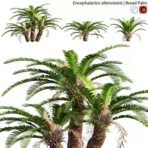 Encephalartos altensteinii - Bread Palm - 02