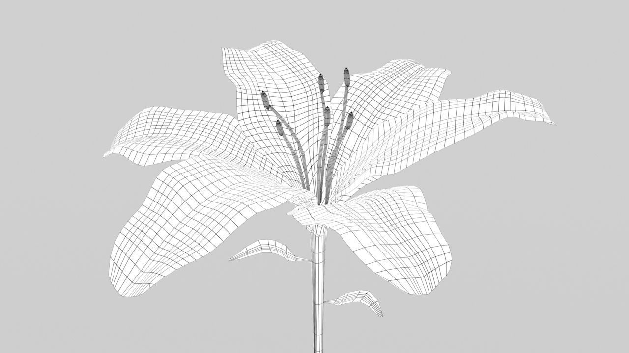 Lily flower low and high poly model Low-poly 3D model_6
