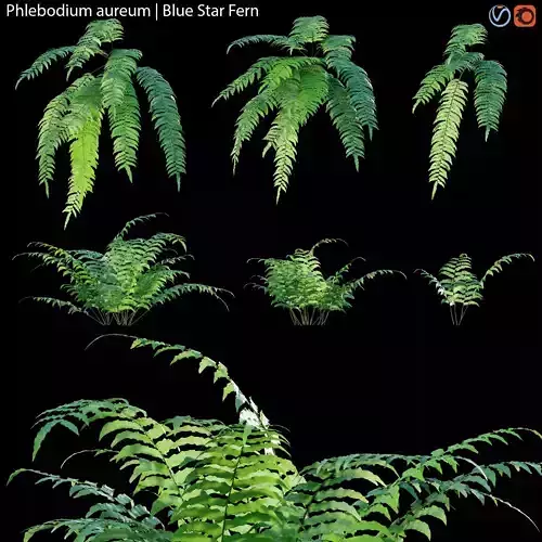 Phlebodium aureum - Blue Star Fern - 01