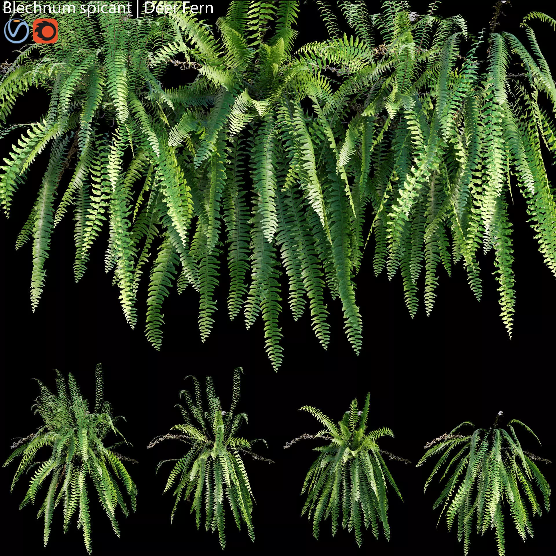 Blechnum spicant - Deer Fern - 01 3D model_0
