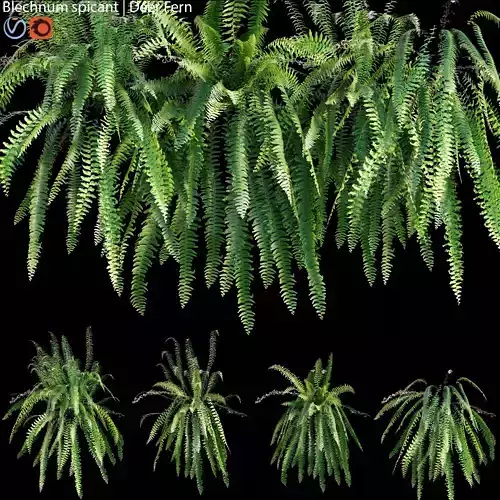 Blechnum spicant - Deer Fern - 01