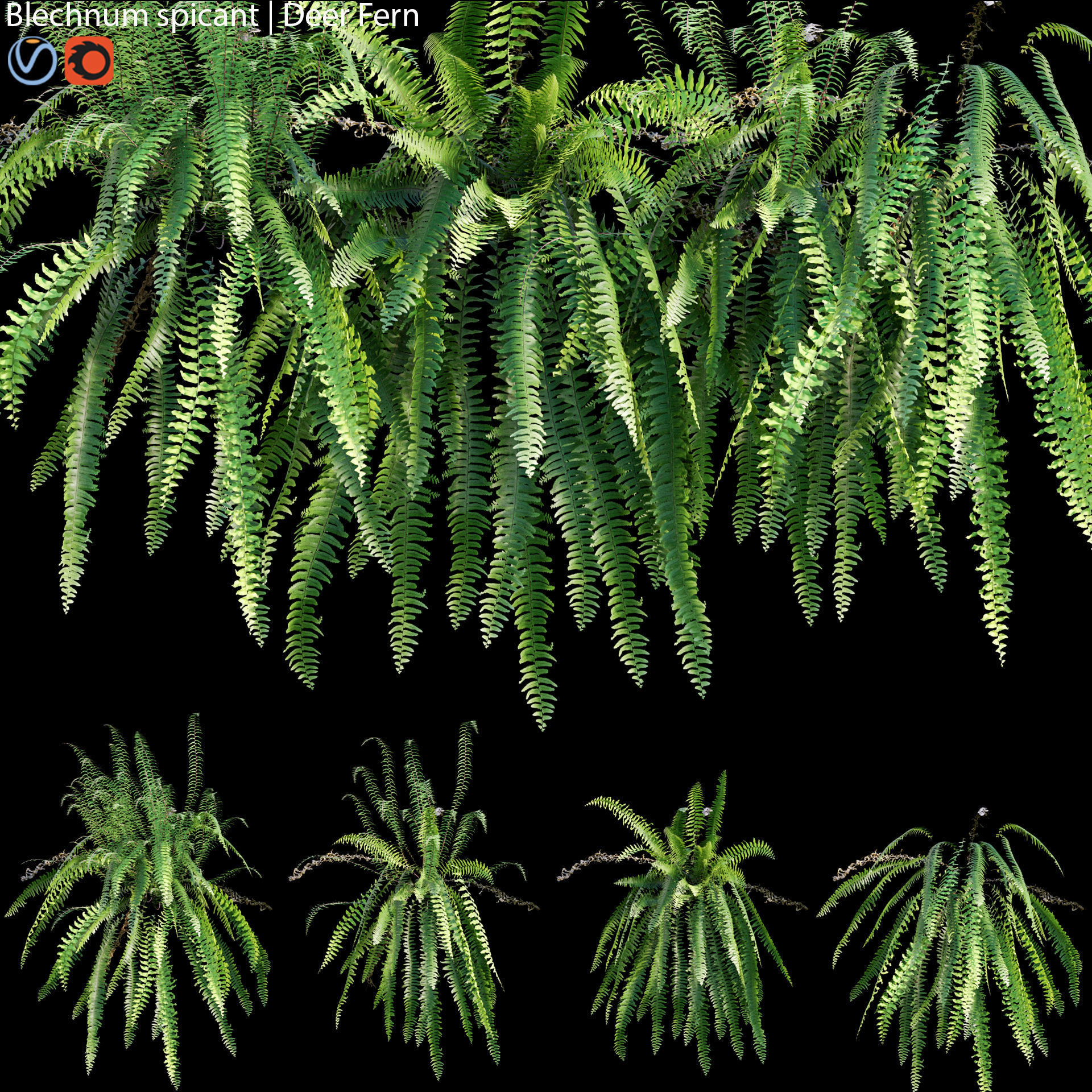Blechnum spicant - Deer Fern - 01 3D model_1