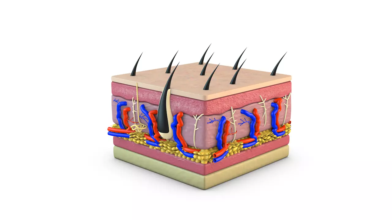 Skin Cross Section 3D model