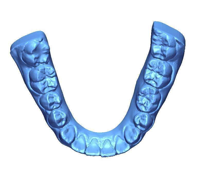 Human Teeth with Base -  3D print model_8