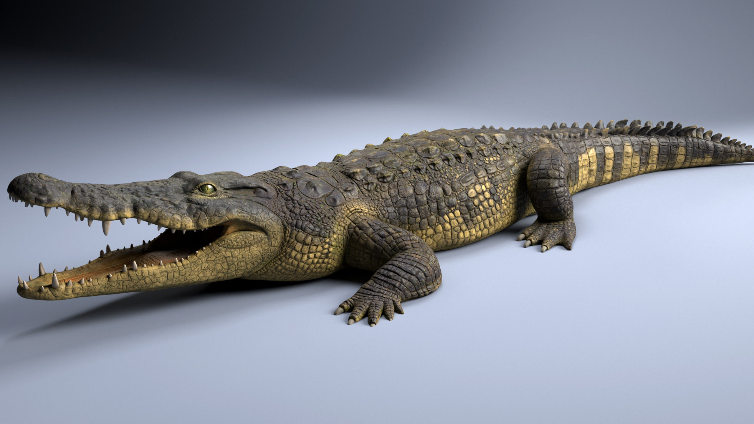 Realistic Crocodile Rig 3D model_6