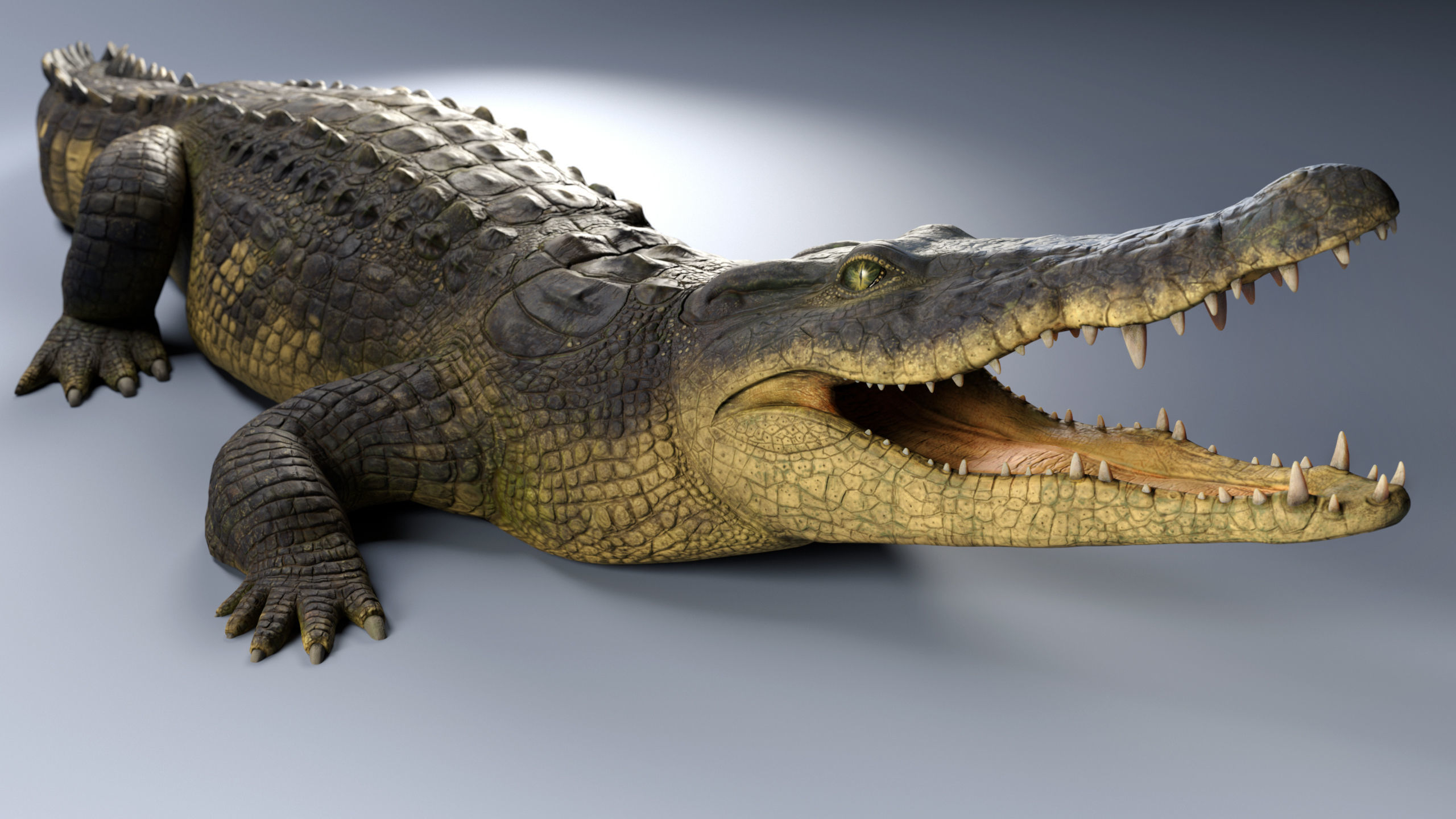 Realistic Crocodile Rig 3D model_12