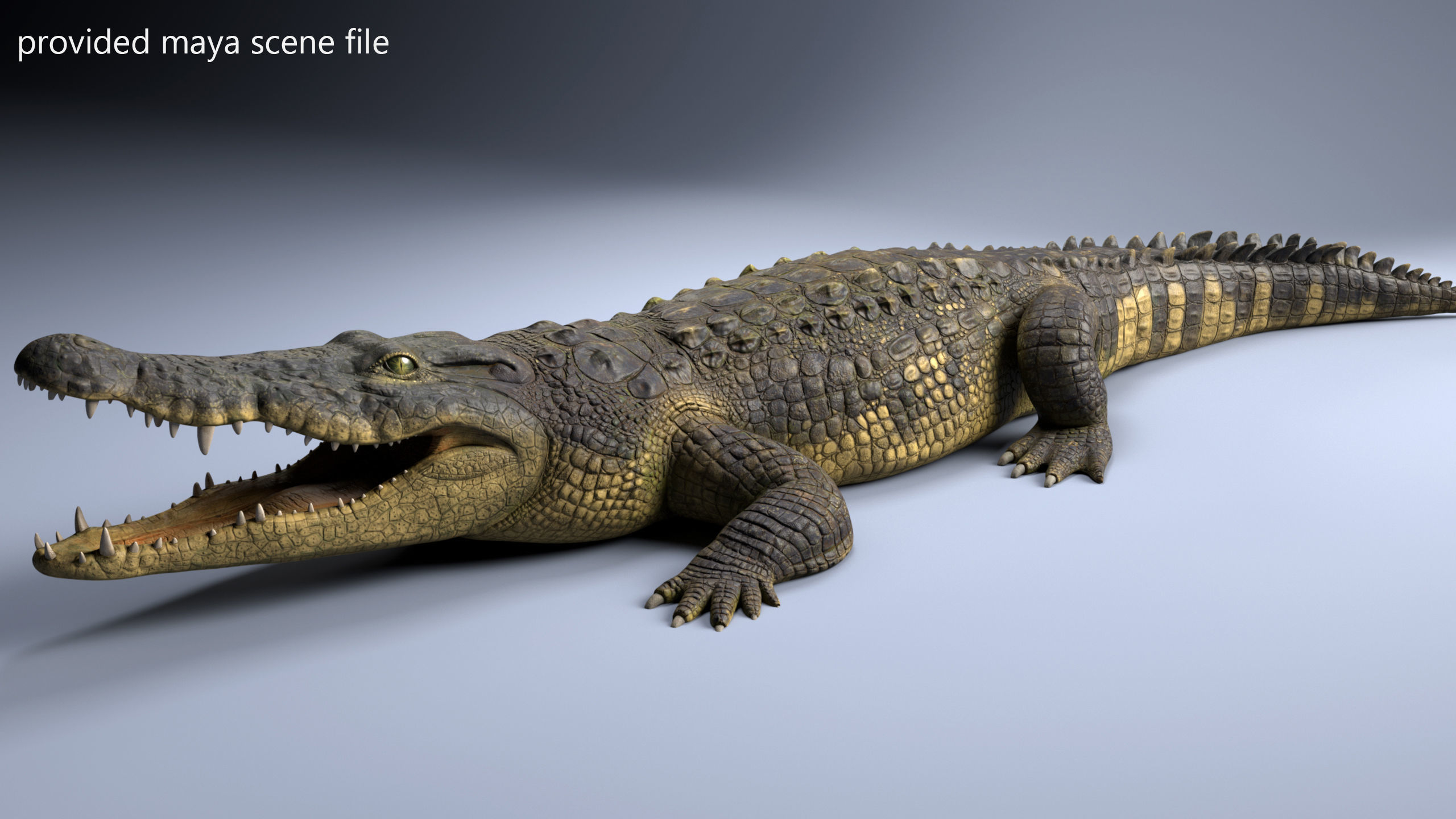 Realistic Crocodile Rig 3D model_11