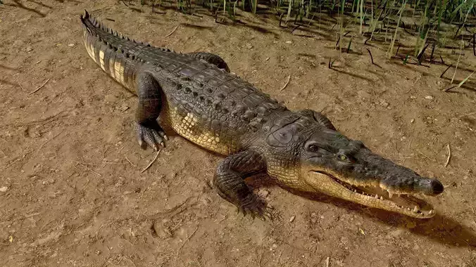 Realistic Crocodile Rig 3D model