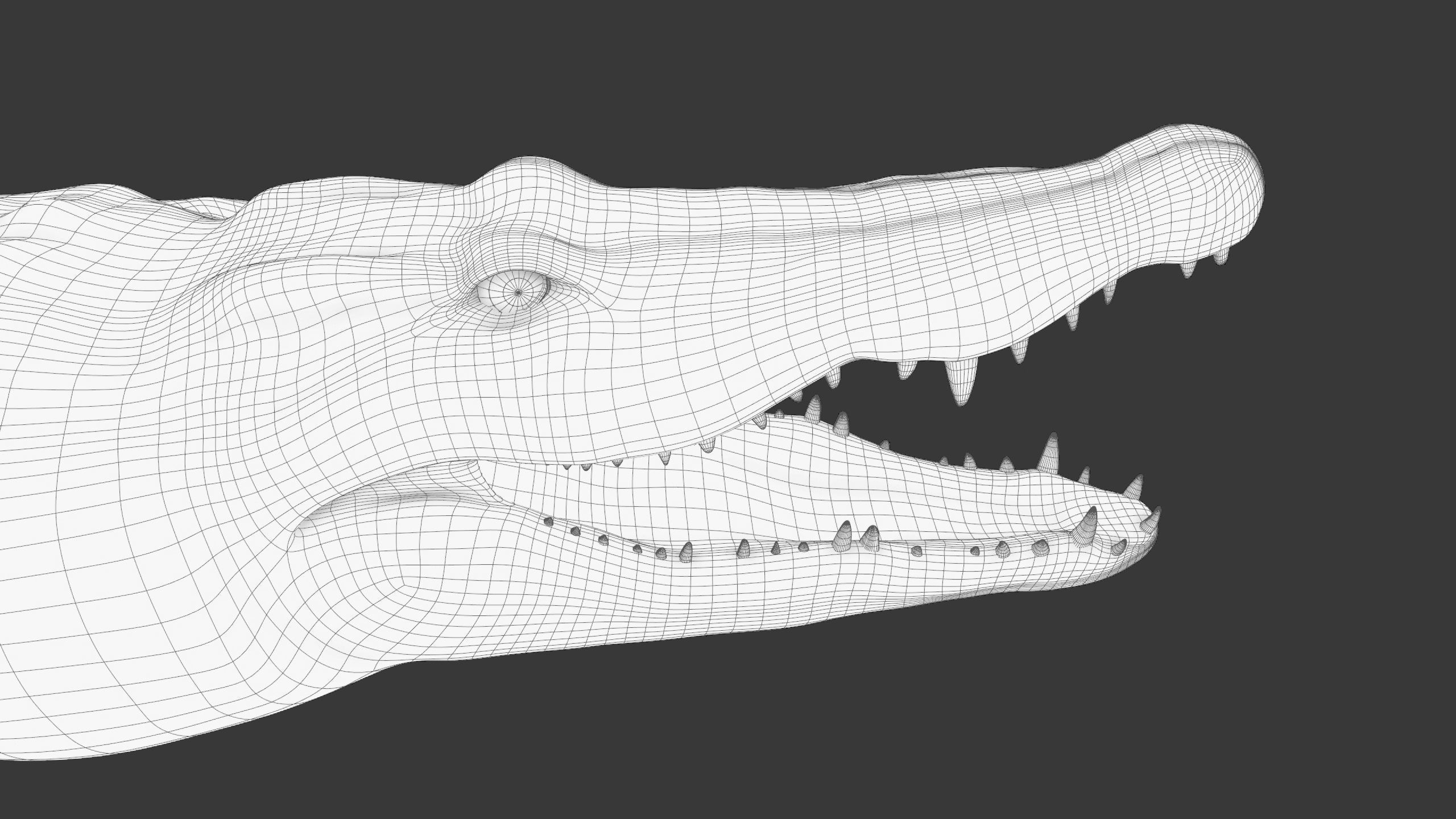 Realistic Crocodile Rig 3D model_23