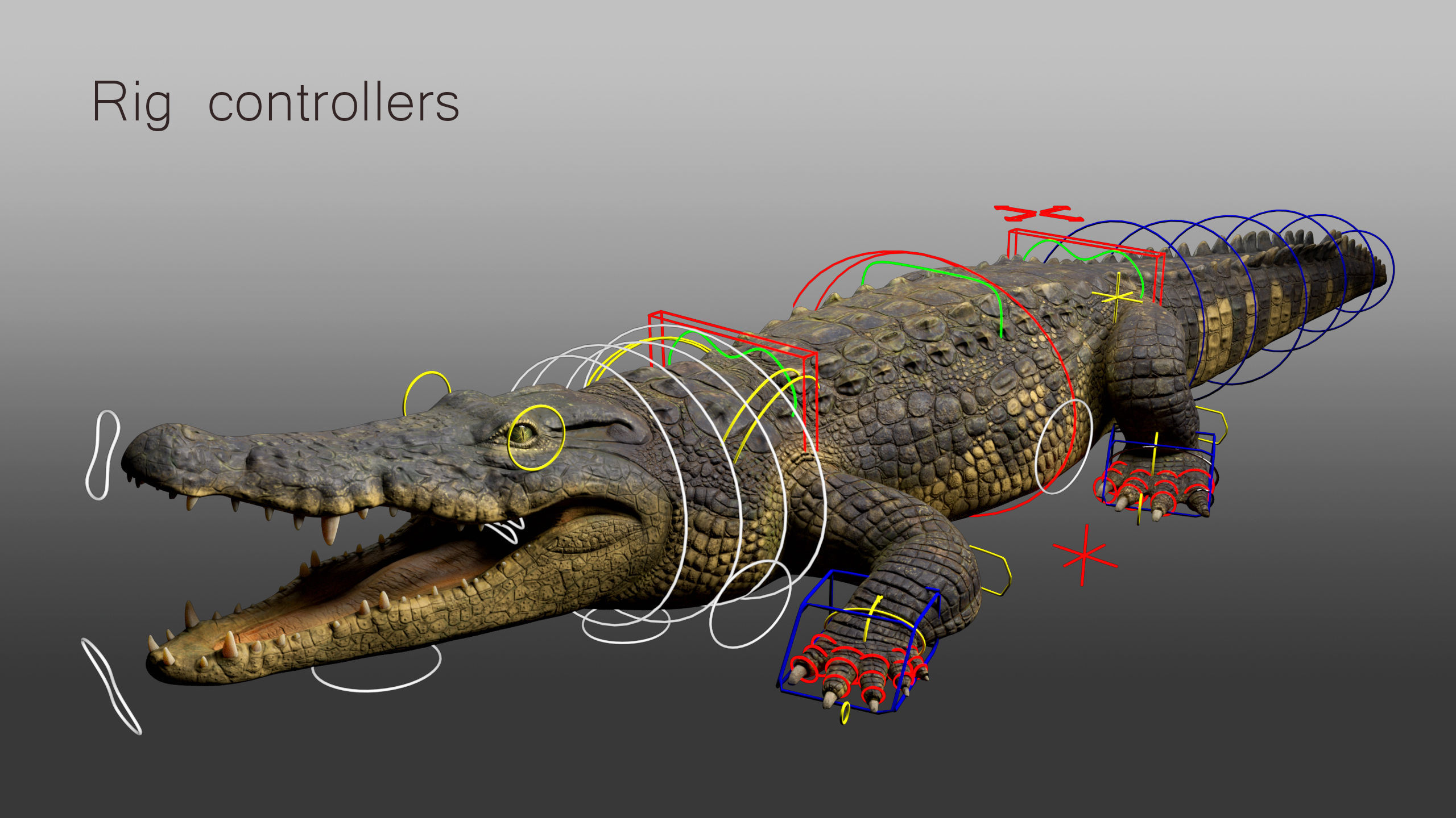 Realistic Crocodile Rig 3D model_13