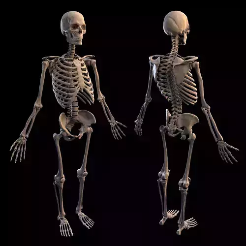 Human Male Skeleton 3D model
