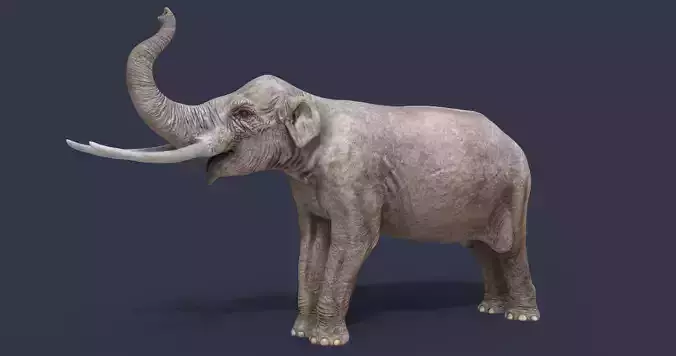 Sinomastodon hanjiangensis