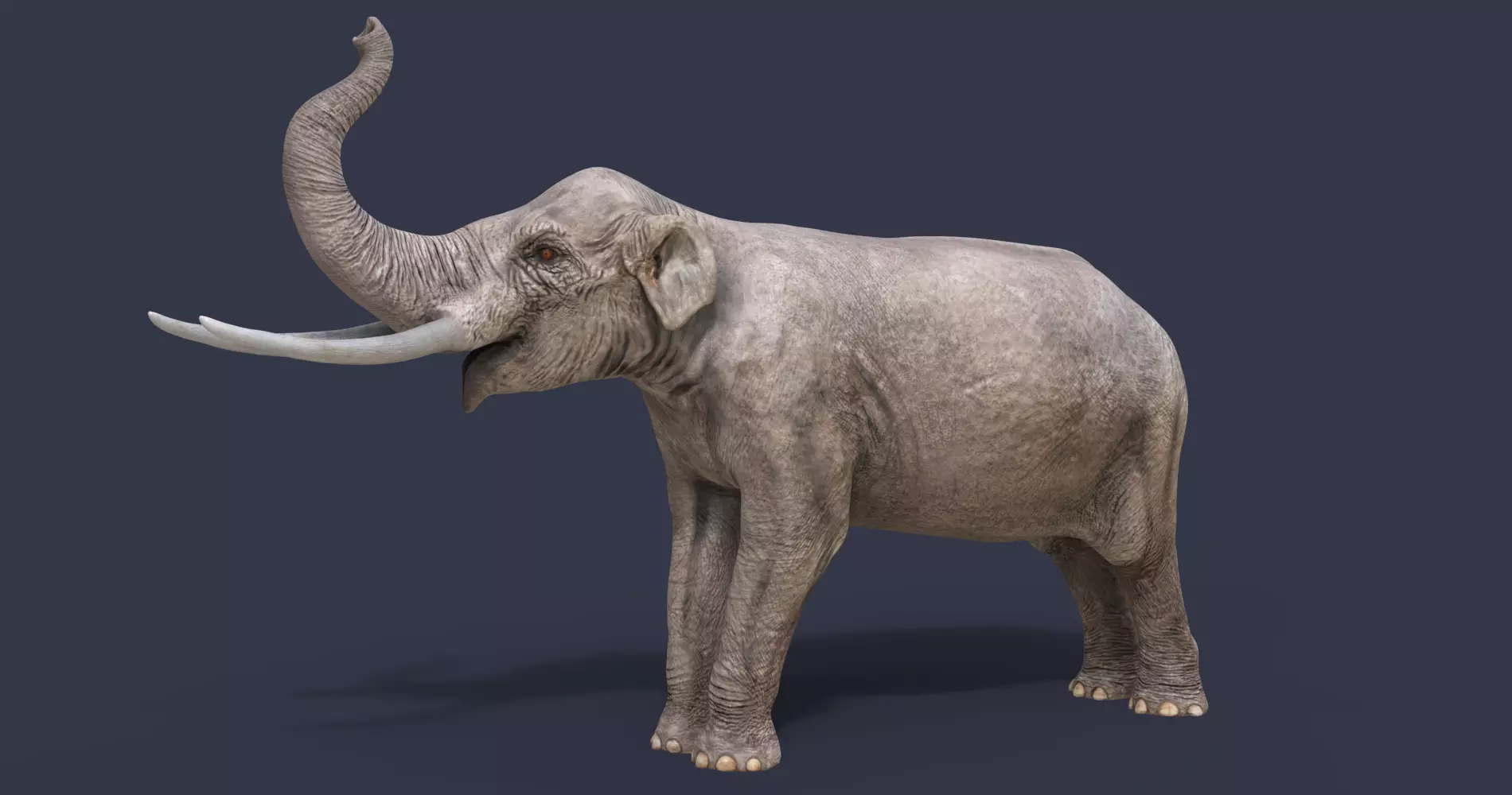 Sinomastodon hanjiangensis 3D model