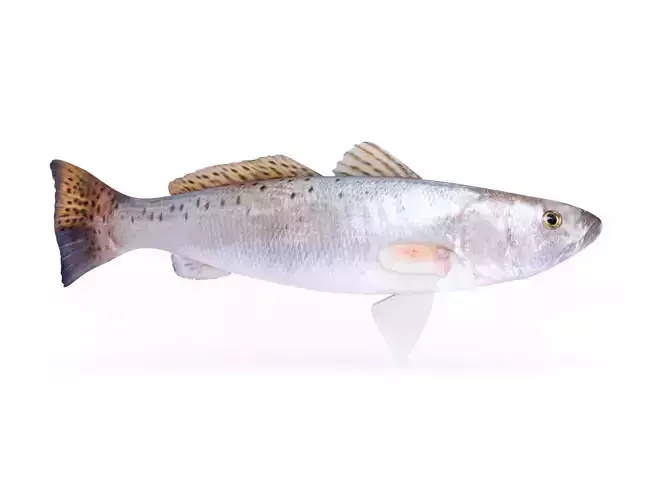Spotted Seatrout Fish