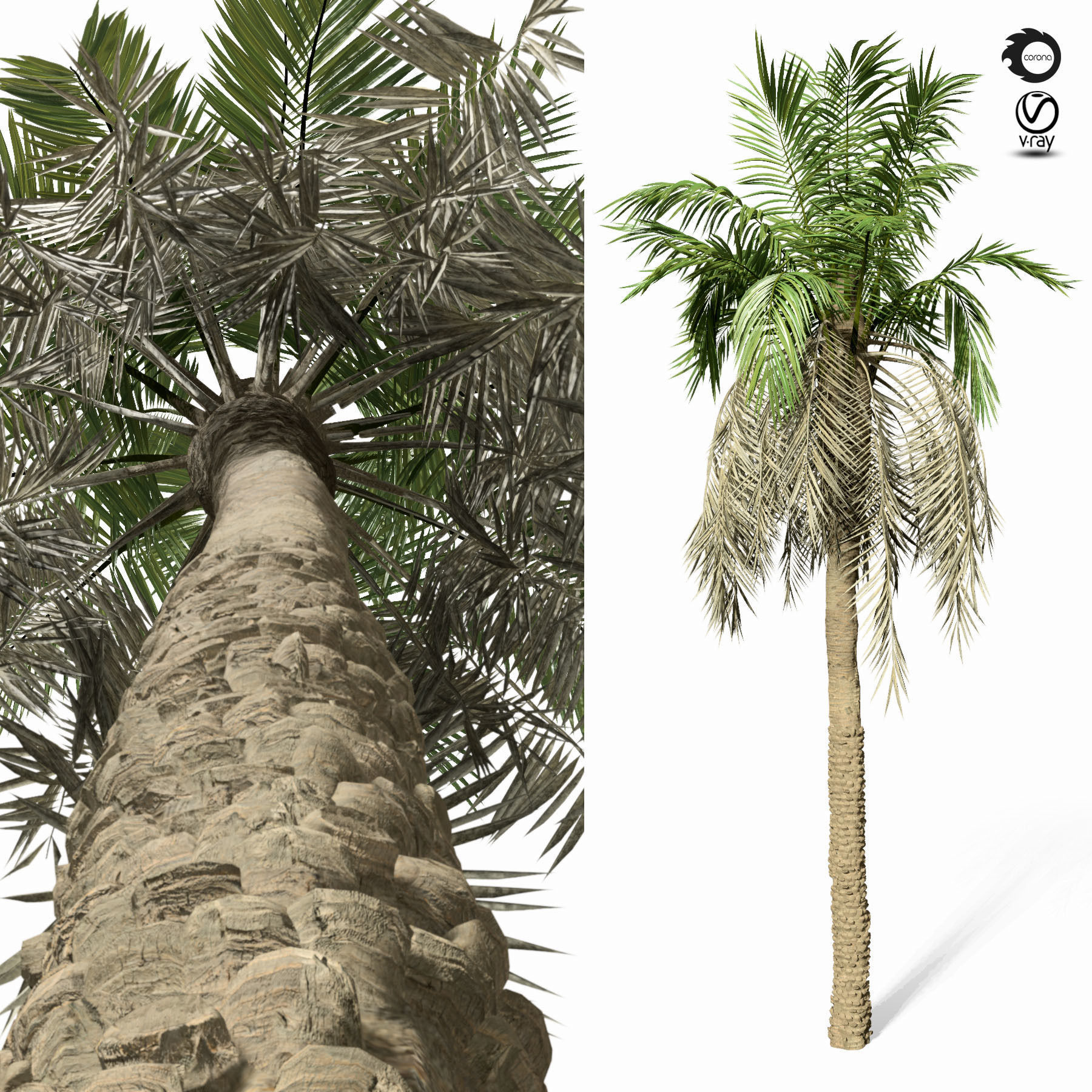 palm tree 8s 3D model_1